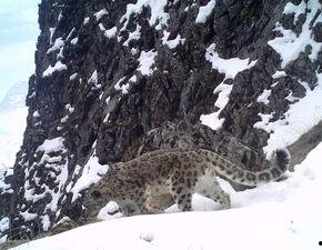 四川新闻头条雪豹,生态保护成效显著